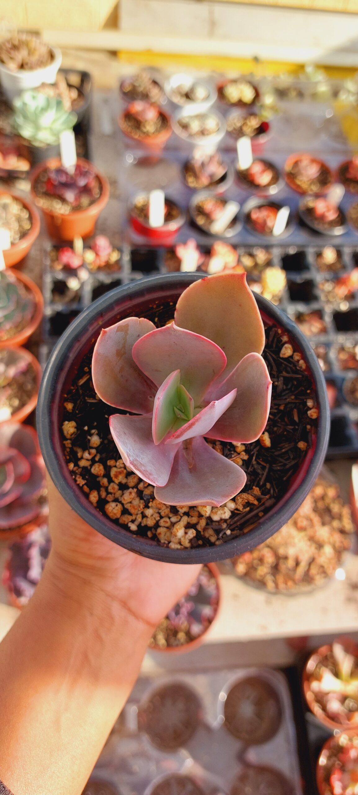 Echeveria San Isidoro Telhado Verde Suculentas