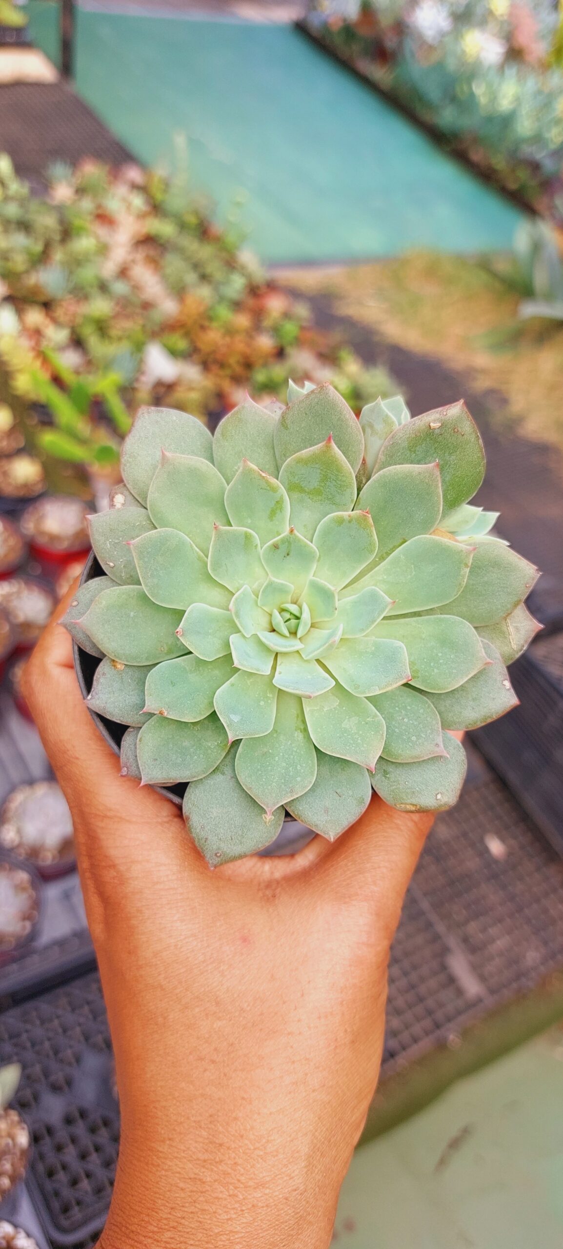 Echeveria Pampa Telhado Verde Suculentas