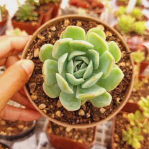 ECHEVERIA SURYEON