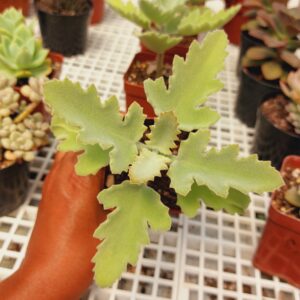 KALANCHOE BEHARENSIS