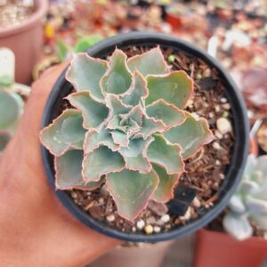 ECHEVERIA SUSAN