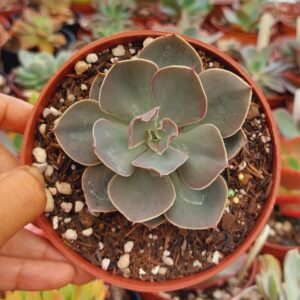 ECHEVERIA CAMISOLE