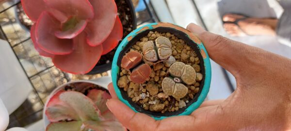 LITHOPS - 3 UNIDADES