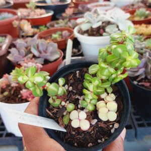 PORTULACARIA AFRA TRICOLOR