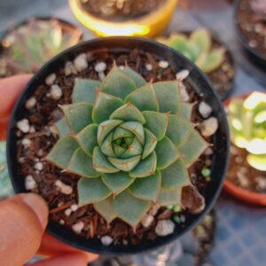 ECHEVERIA FABIOLA