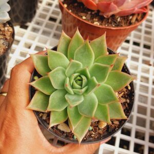 AGAVOIDES LADY’S CHOICE