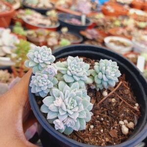 ECHEVERIA PROLIFICA VARIEGATA