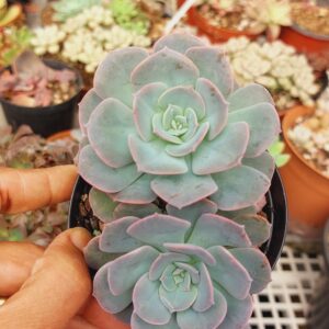 ECHEVERIA PGF 28