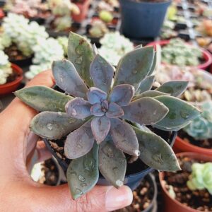 ECHEVERIA LYONSII