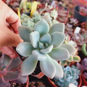 GRAPTOVERIA SUPREME