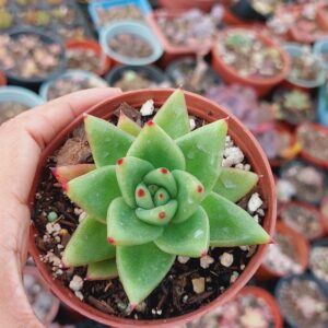 ECHEVERIA CORDEROYI