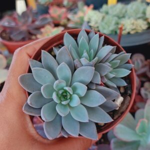 ECHEVERIA LULU COLÔNIA