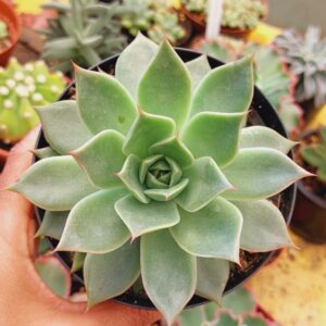 ECHEVERIA MAX