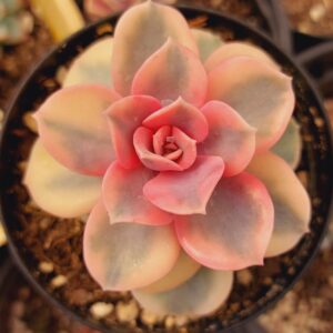 ECHEVERIA RAINBOW