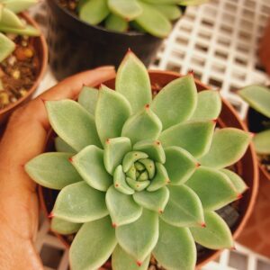 AGAVOIDES IMPORTADA