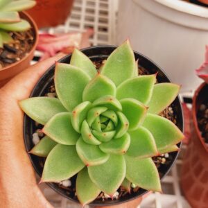 AGAVOIDES ESTRELA