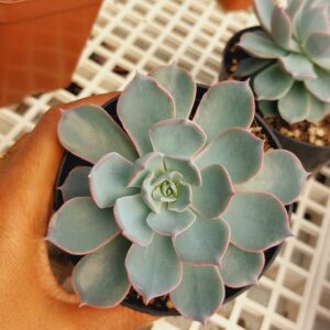 ECHEVERIA SUBSSESSILIS