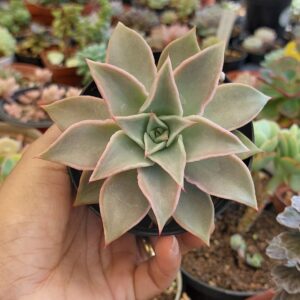 ECHEVERIA MADIBA