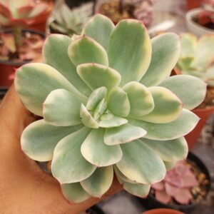 LUELLA VARIEGATA