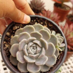 ECHEVERIA TINYE BURGER