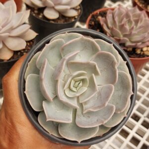 ECHEVERIA POLLUX