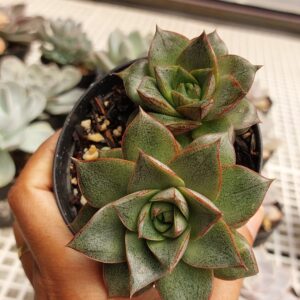 ECHEVERIA DIONYSIOS DUPLA