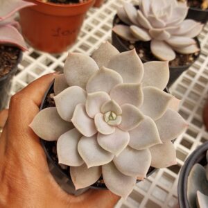 ECHEVERIA CENIZA