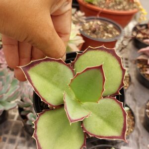 KALANCHOE SYNSEPALA