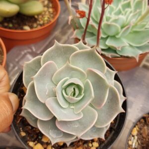 ECHEVERIA LOTUS