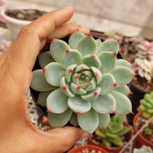 ECHEVERIA BEATRICE