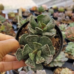 ADROMISCHUS COOPERII “PATINHA DE TARTARUGA”