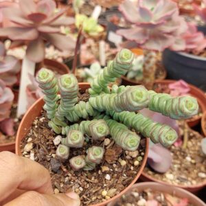 CRASSULA MARINERIANA