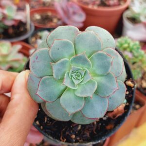 ECHEVERIA LONGISSIMA