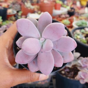 GRAPTOPETALUM AMETHYSTINUM