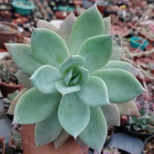 ECHEVERIA SAN GERMAN