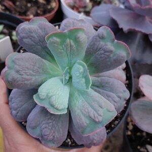 ECHEVERIA LINGUAS